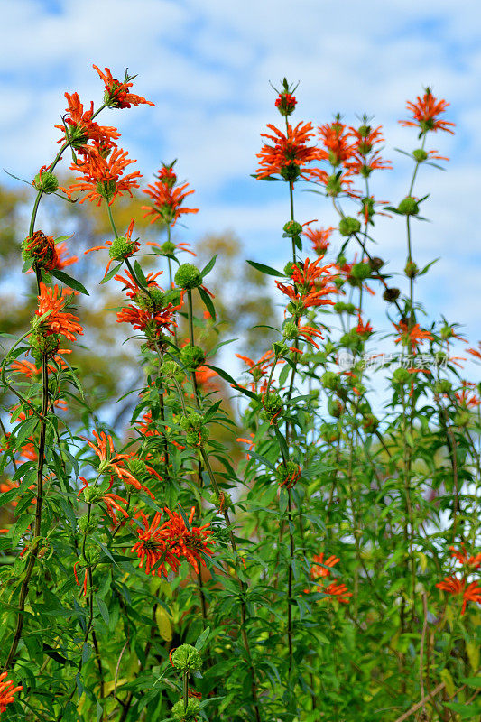 Leonotis Leonurus /狮子的尾巴:耀眼的橙色花朵